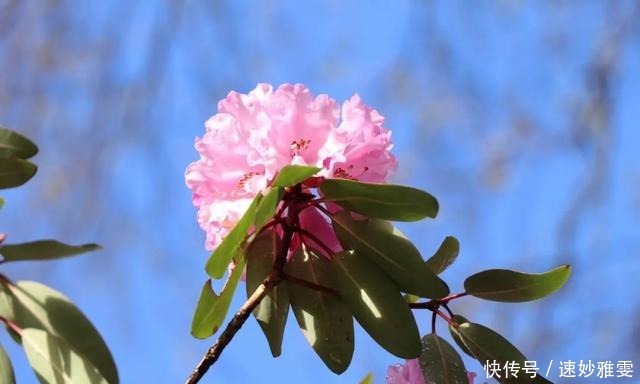 川西3日游｜赏雪山花海、瞰红石奇观、泡天然温泉…一路风光美绝