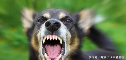 放出|太平军被困在山顶上,清军放出饿狗试探,将军:将狗喂饱就能活命