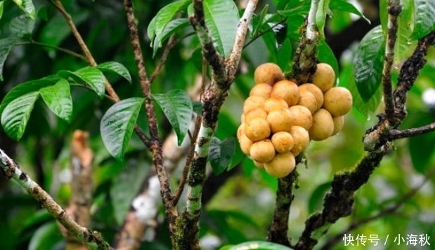 不算|名字带有“龙”字的水果,吃过一种不算啥,吃过最后一种才牛