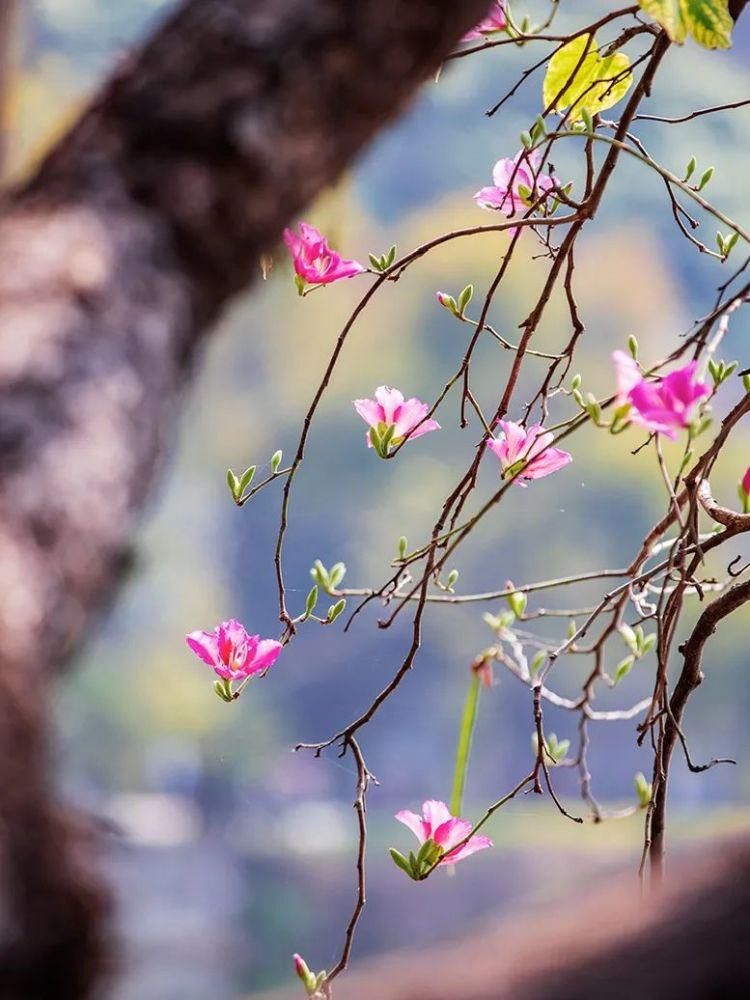 知识|七星岩玉堂春、宫粉紫荆踏春而至，美出新高度！