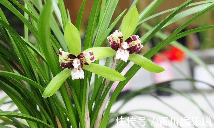 养护|兰花夏天怎么养教你3个养护小妙招,兰花安然度夏,叶子不发黄