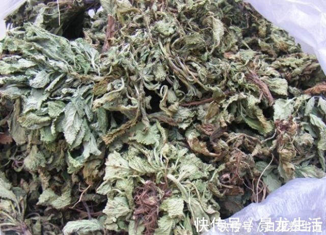 癞蛤蟆草|山坡上一种“疙瘩草”，农民见到就拔，不知是珍贵“止咳药”！
