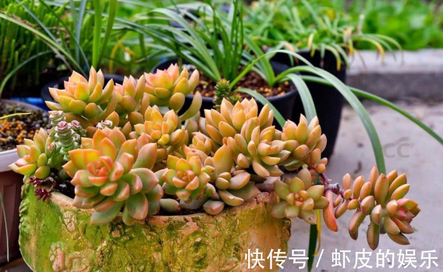 11月养多肉,2个动作“催一催”,安全过冬,颜色靓丽爱爆崽