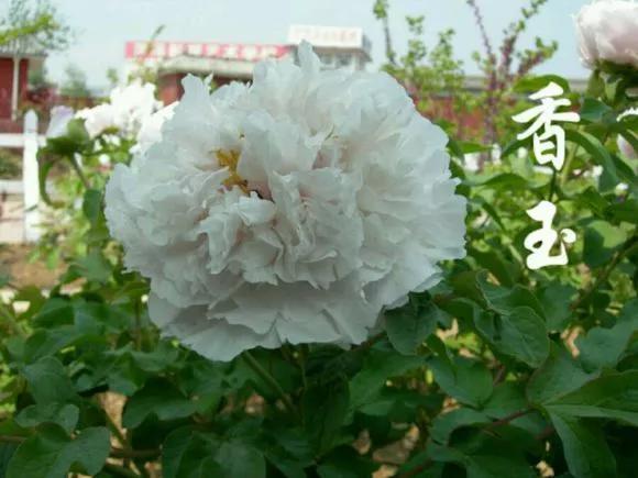 喜欢牡丹花，却一不小心买到芍药！附牡丹花品种图鉴大全