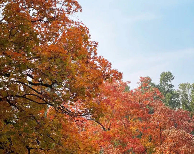 红叶|每年10~11月必去的红叶观赏圣地，去晚了可就没了！