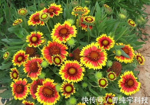 喜欢菊花，不如养盆菊中珍品百日菊，开花爆成花海，越看越美