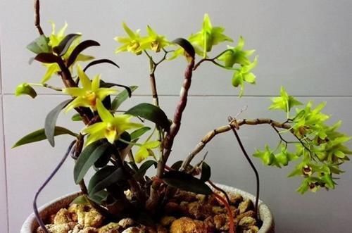 颗粒|它是公认的“养生花”,掌握技巧养好它,随手掐根枝,就能养身体