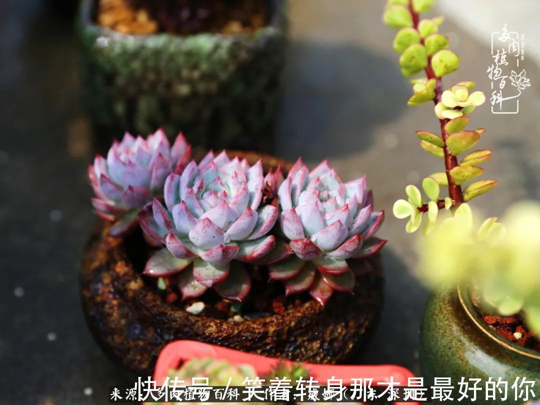 曾经的美肉,谢谢你们都惊艳过时光,谢谢你们都陪过我!