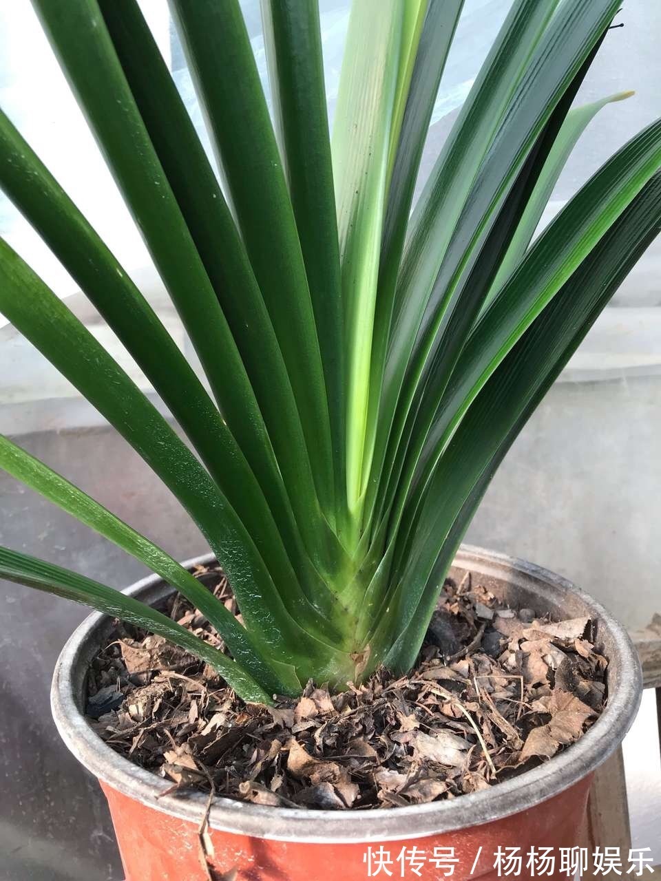 植株|养花这么“浇水”,迟早要“出事”,记住3点,啥花都好养