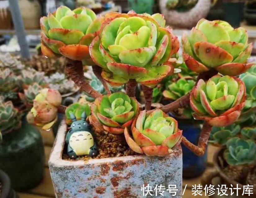 谨记|立秋前后,给多肉换盆,请谨记正确操作!