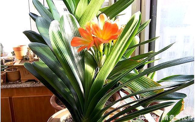 发酵|君子兰盆底加点“料”,叶片油亮又肥厚,比“激素”还好使!