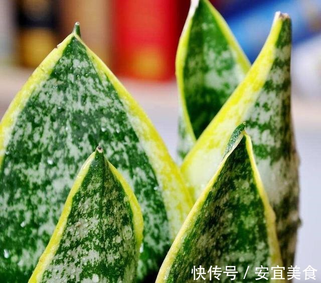 叶片|养花真的不要钱,这3种花摘片叶子放土里,生根就是小盆栽