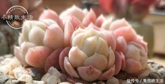 它才是杀死多肉的大“黑手”,要注意4点预防,后2点是自作自受!