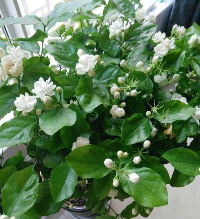 茉莉花|正月过后,有钱人都养5种花,不仅名字好听,花也漂亮