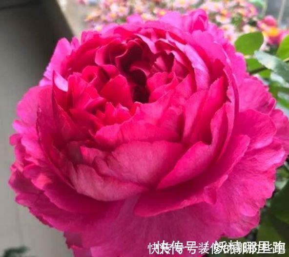 花卉|4种花适合夏天养，家里养一盆，开花漂亮花期长，谁养谁喜欢
