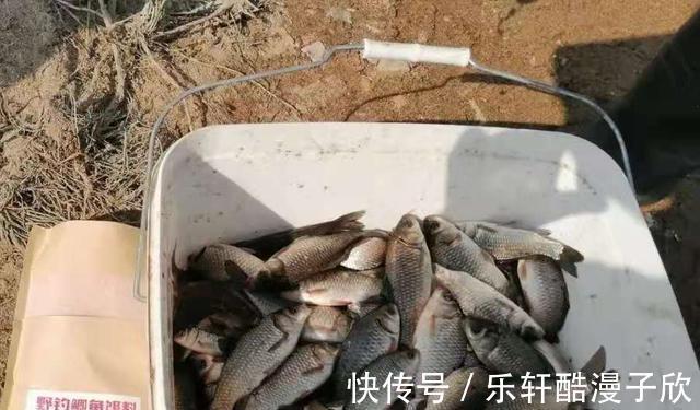 钓饵|实话实说,鲫鱼再大再“狡猾”,一见这饵也认怂!试过的人都服了
