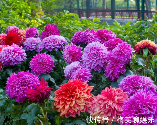 庭院公园|大丽花开花少怎么办教你3个小妙招，不仅开花更多枝叶还旺盛