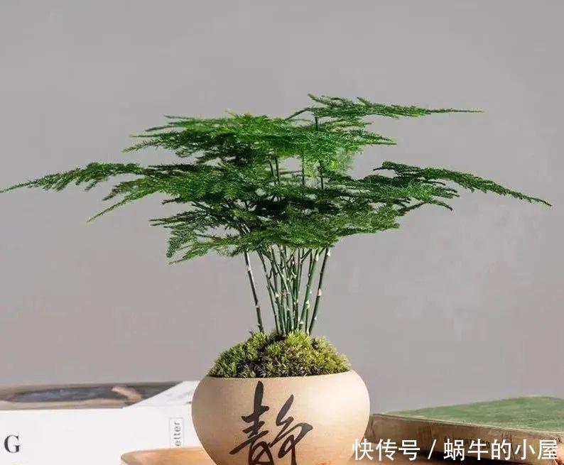 家里养文竹,春天注意这5个小细节,叶绿根壮长势好,满室书香气