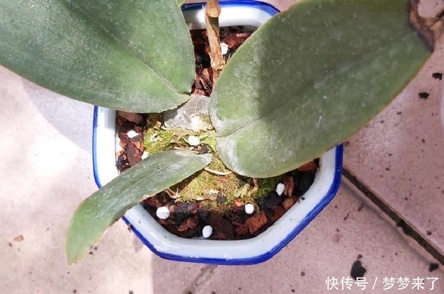 神奇|4种花别用土养,一浇水就烂根,最后1种很神奇,倒挂空中也开花