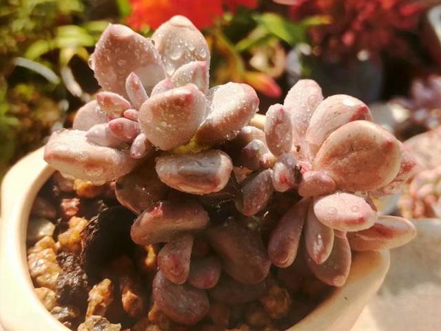 它们不是桃蛋，只是和桃蛋很像，有的香气十足，有的和汤圆一样圆