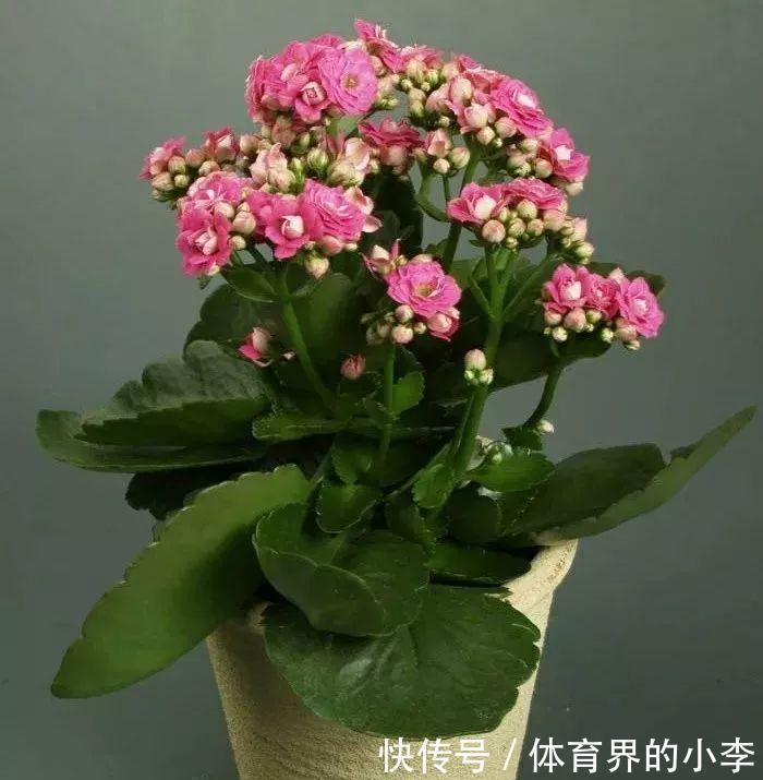 长寿花这样伺候，健康又长寿，开完一茬又一茬