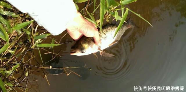 鱼苗|全国禁渔期陆续开始了,垂钓需规范,做到“该放就放,该狠就狠”