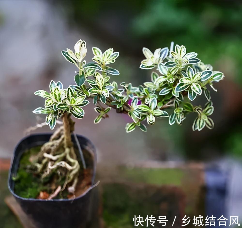 栀子花|6种“小盆景”，越小越值钱，客厅养一盆，能香上几十年