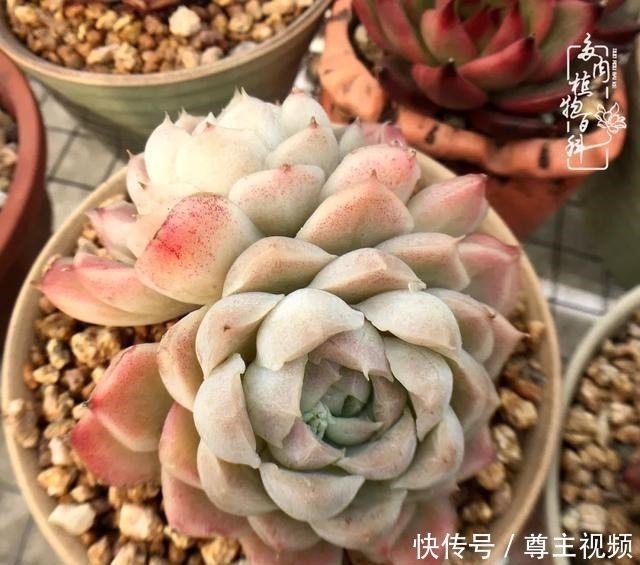 百科|养多肉三年多,初见惊鸿!累并快乐着!养多肉三年多,初见惊鸿!累并快乐着!