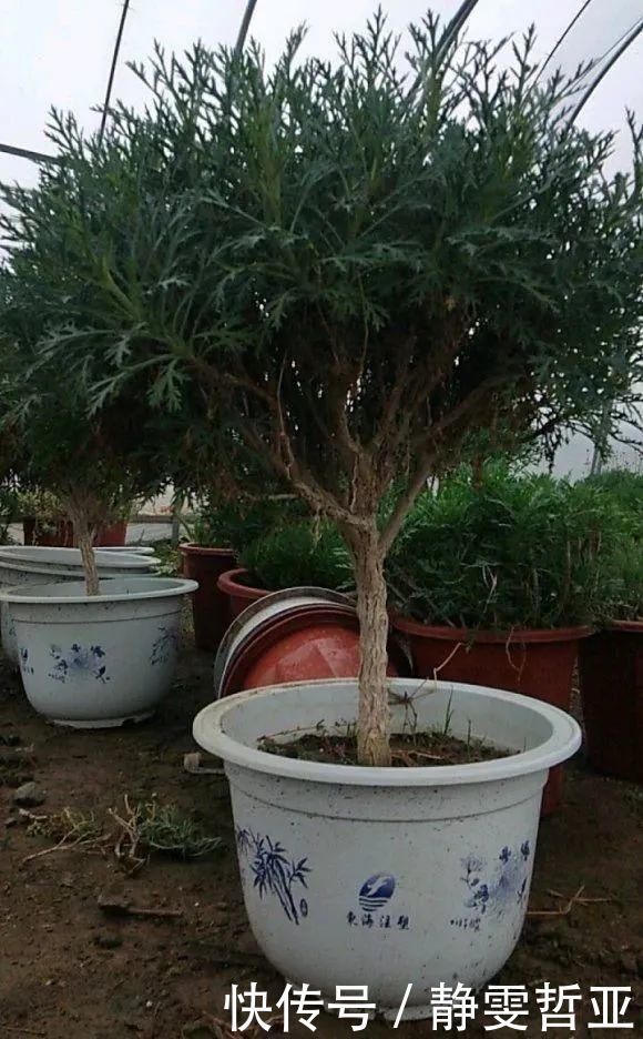 虎皮兰,红掌,吊兰养成老桩，变成大树，真壮观