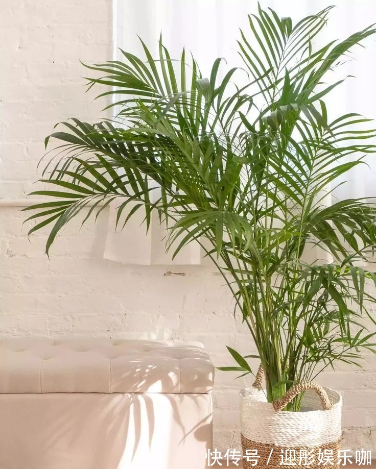 有植物的房子才是理想家!2021最受欢迎“网红绿植”推荐