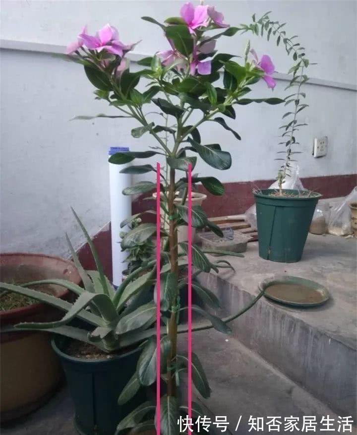 6种“便宜花”，稍加打理养成“棒棒糖”，给多少钱都不卖