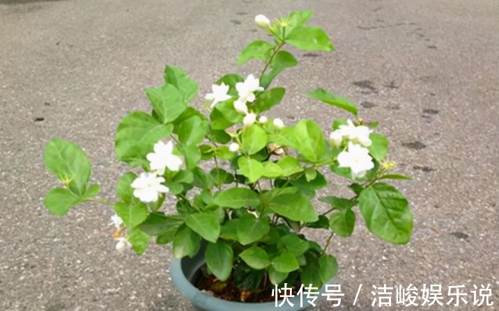 茉莉花|4款“勤花”植物,阳台盆栽几乎不用费心,开花就美极了