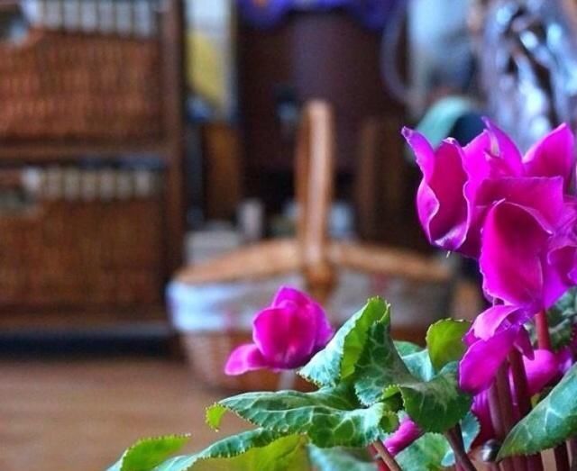 植物|这五种“花卉”都是懒人花,每月浇水一次,不会烂根,远离黄叶