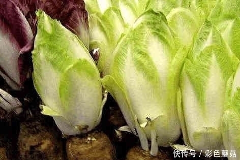野菜|这些农村人见人爱的野菜,营养价值高,还有抗衰老的作用!