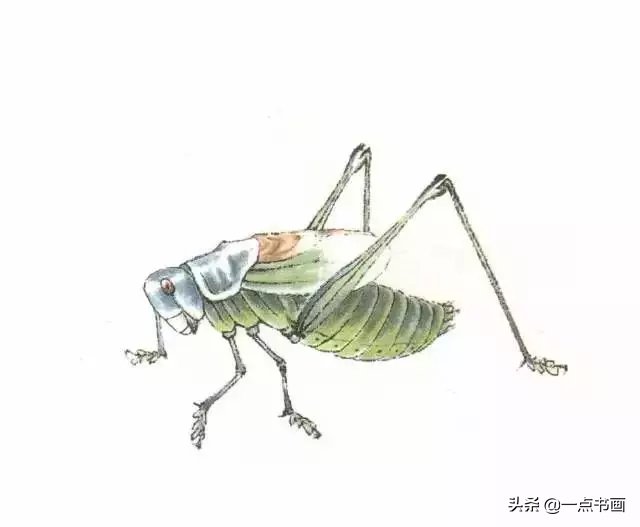 蝈蝈@国画教程——蝈蝈的画法