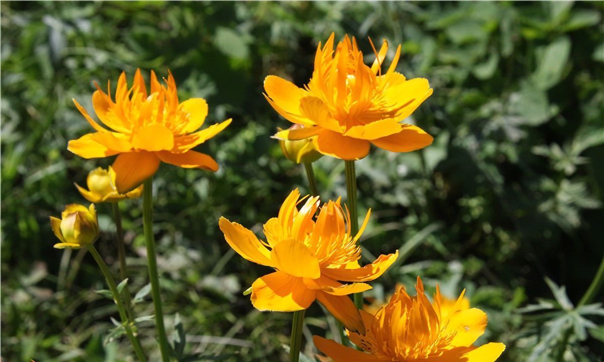 养花试试这几款,鲜花红如火具有勤勉的开花能力