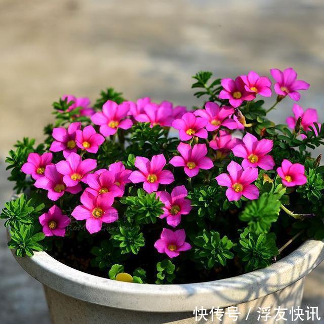 家里无论养啥花，提前做“3步”，以后虫子少、不烂根