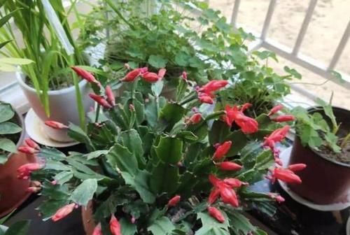 磷钾肥涨价了？别担心！草木灰、骨粉肥养年宵花，催花不愁