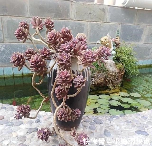 养多肉3年顺风顺水，多亏选了6种大普货，现在全是大老桩