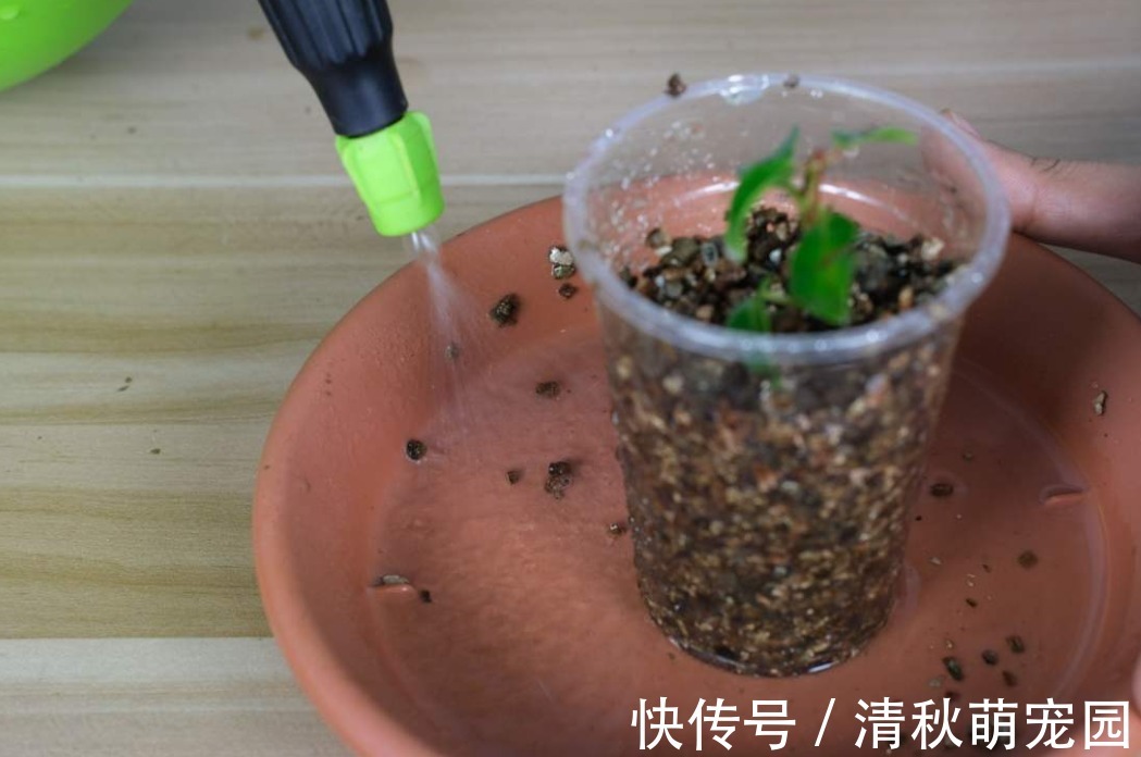 雨水|浇花用什么水好?自来水、雨水、生活废水,哪个更合适?