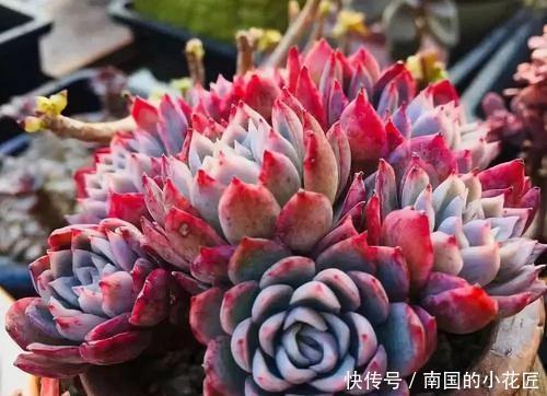 成群|多肉容易摊大饼?教你几个小技巧,重新缀化,憋成群生肉墩子!