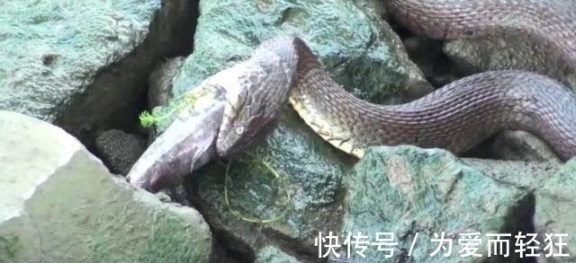 老农河边钓鱼时发现海滩上有东西在蠕动,仔细一看,瞬间乐坏了!
