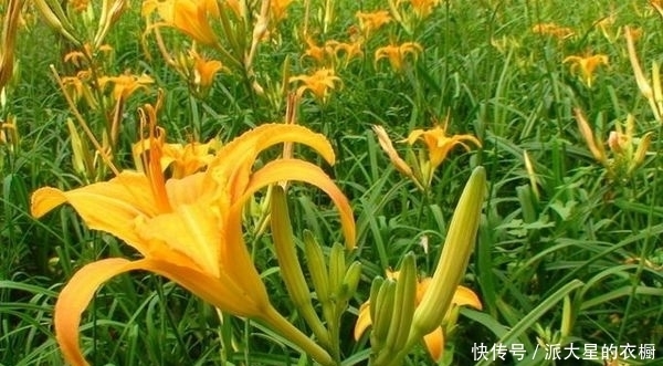 植物|农村这三种植物随处可见，有非常高的药用价值，第三种大多不认识