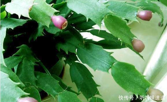 蟹爪兰的繁殖方法,原来是这样,长见识了