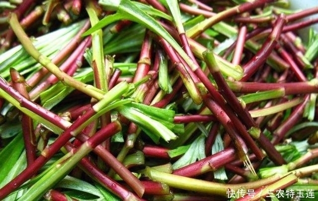 野菜|农村的''野菜''，四处都能够见到，用它''炒腊肉''风味更佳