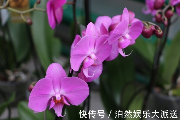 平剪|兰花开花后要如何修剪教你几招一年就疯长,年年开花爆盆!