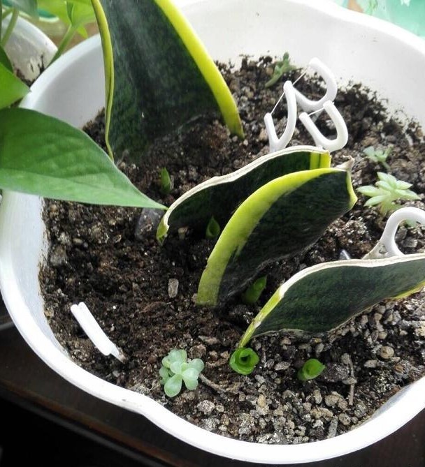 花友们这10种漂亮的花，很快就发芽长根、爆盆开花又招财气！