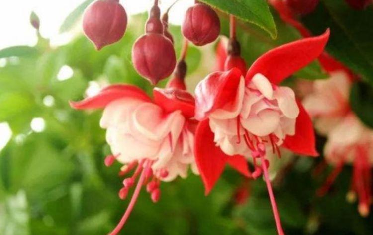 4种花好养易活,旺财又养人,花朵硕大花期长,家庭理想花卉盆栽