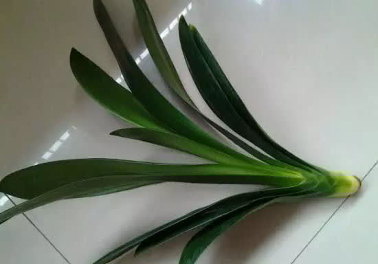 君子兰没有根能栽活吗,三个步骤教你如何栽好君子兰!