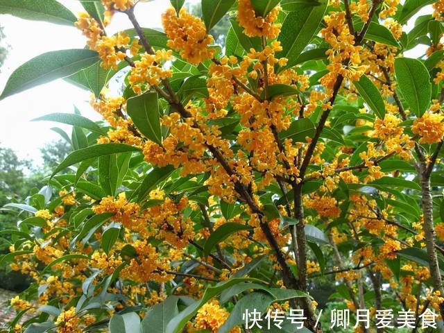 牡丹花|家有五树,儿孙都富!有院子建议栽5种树,看花,收果,寓意吉利